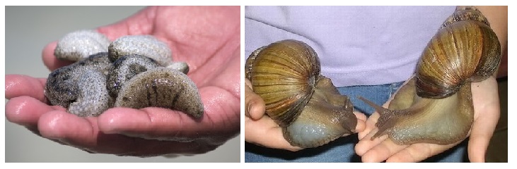 giant_snails_vs oloturie