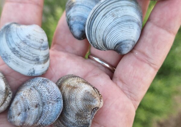 Vongolara & Vongole