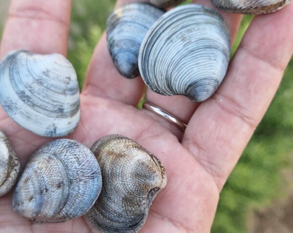 Vongolara & Vongole