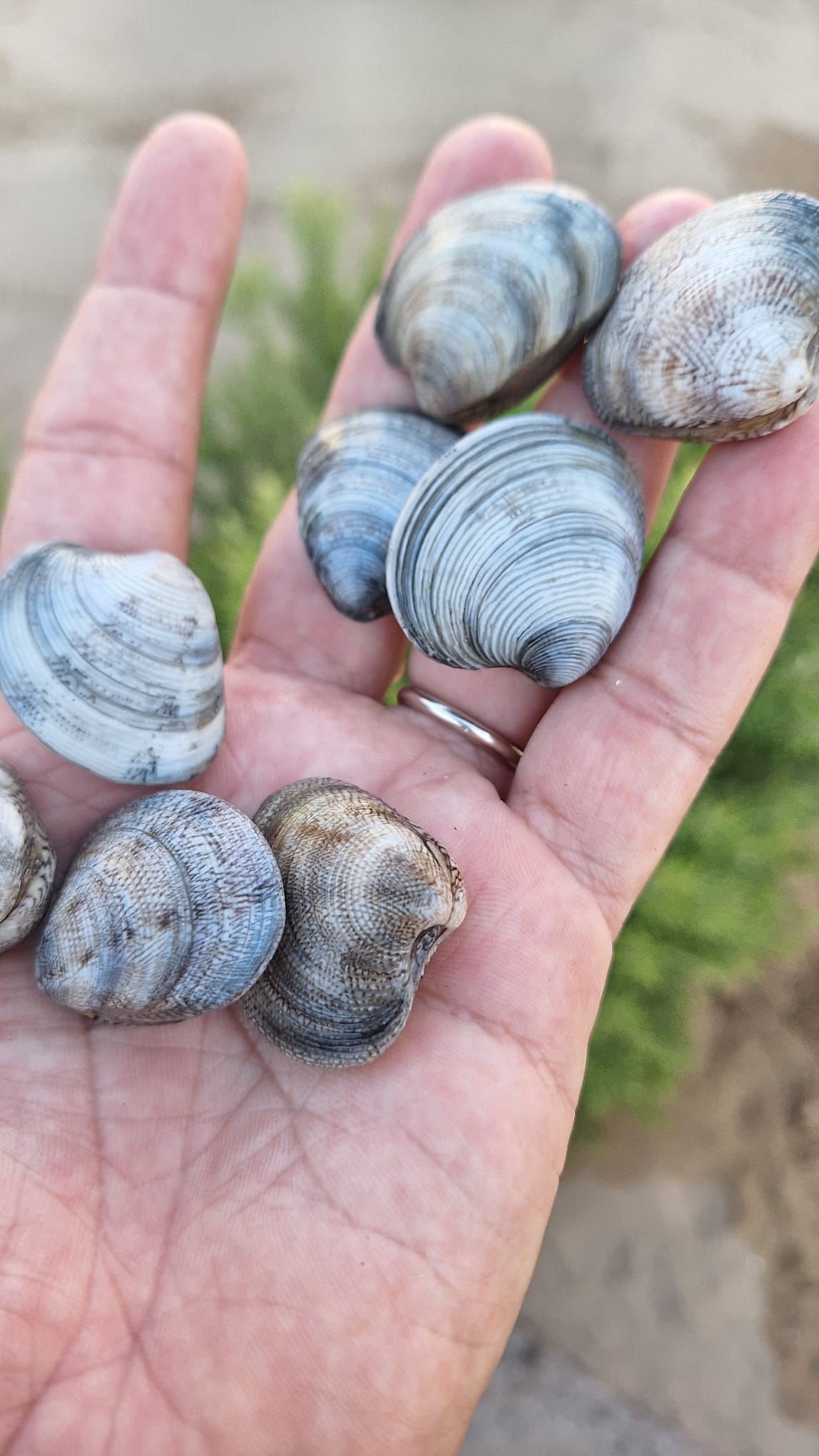 Le tue vongolare al porto